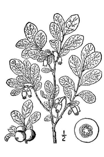 Vaccinium uliginosum L. subsp. uliginosum
