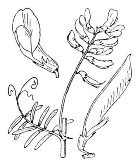 Vicia onobrychioides L.