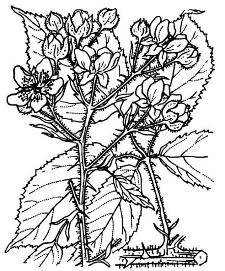 Rubus radula Weihe