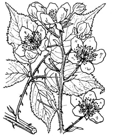 Rubus sulcatus Vest