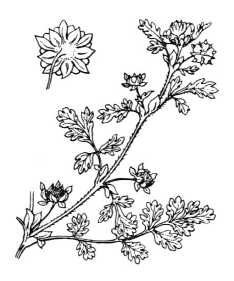 Potentilla supina L. subsp. supina