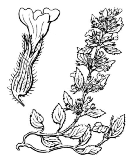 Ziziphora acinos (L.) Melnikov