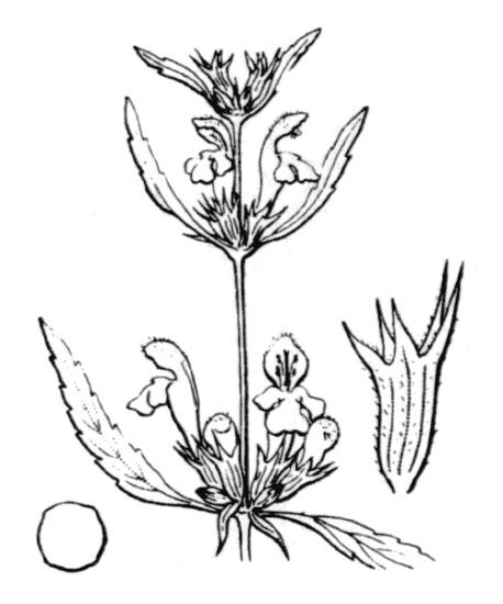 Galeopsis reuteri Rchb.f.