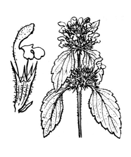 Galeopsis ladanum L.