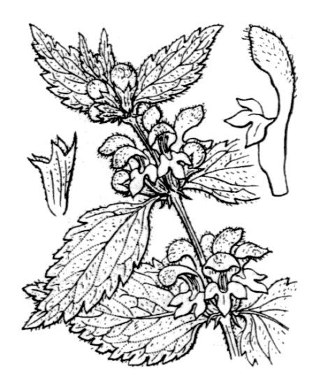 Lamium galeobdolon (L.) L. subsp. flavidum (F.Herm.) A.Löve & D.Löve