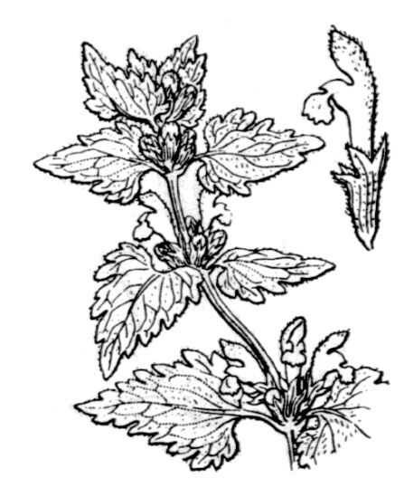 Lamium garganicum L. subsp. corsicum (Godr. & Gren.) Arcang.