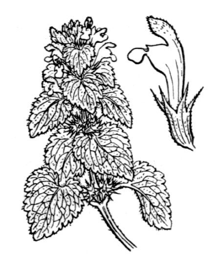 Lamium purpureum L.