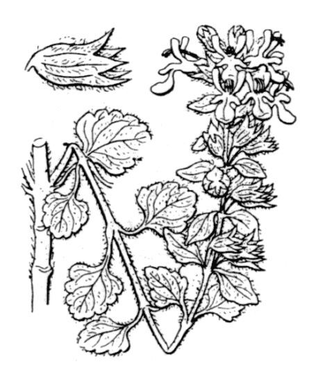 Teucrium flavum L. subsp. flavum