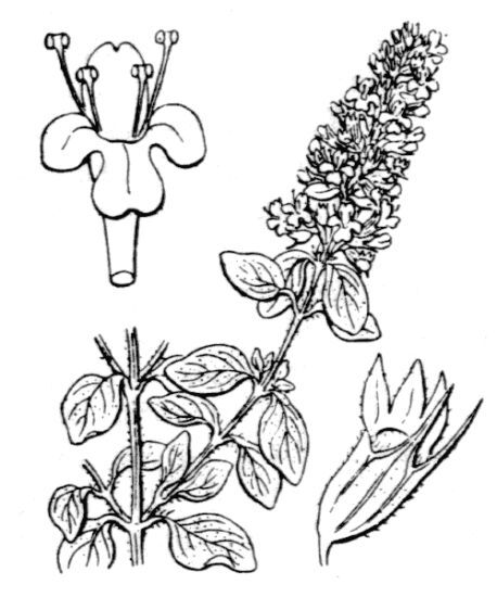 Thymus pulegioides L. subsp. montanus (Benth.) Ronniger