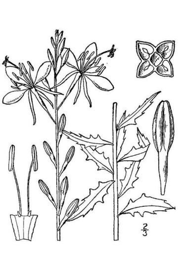Oenothera sinuosa W.L.Wagner & Hoch