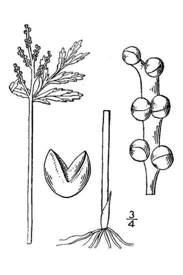 Botrychium lanceolatum (S.G.Gmel.) Ångstr.
