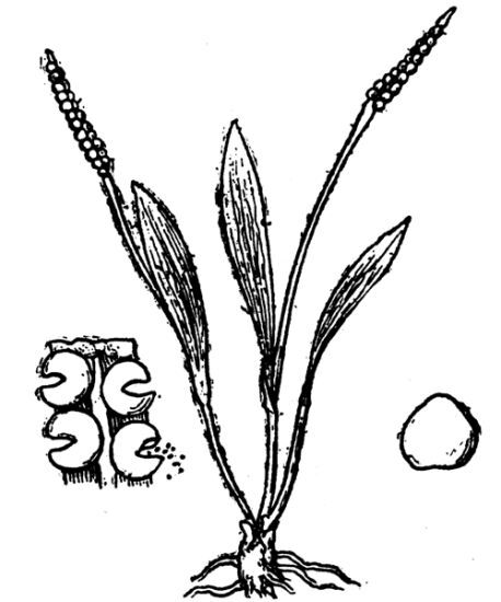 Ophioglossum lusitanicum L.