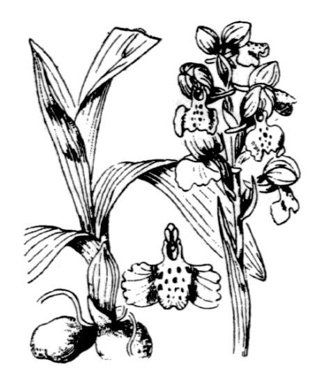 Anacamptis morio (L.) R.M.Bateman, Pridgeon & M.W.Chase