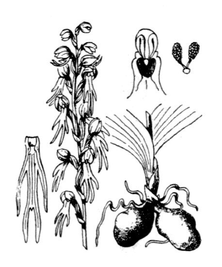 Orchis anthropophora (L.) All.