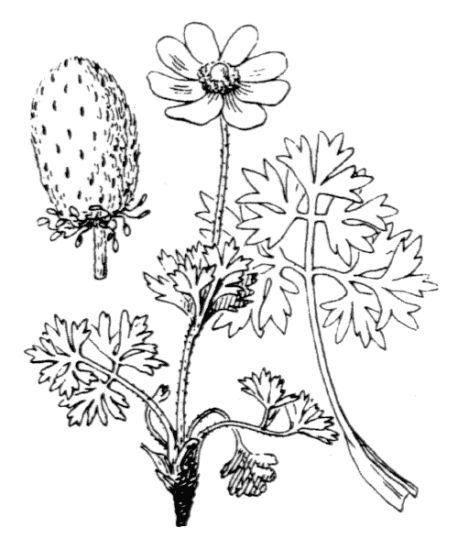 Anemonoides baldensis (L.) Galasso, Banfi & Soldano