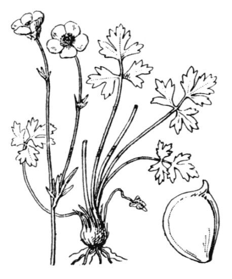 Ranunculus bulbosus L.