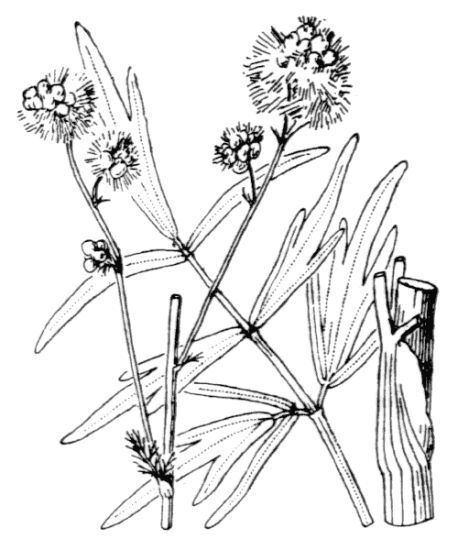 Thalictrum lucidum L.