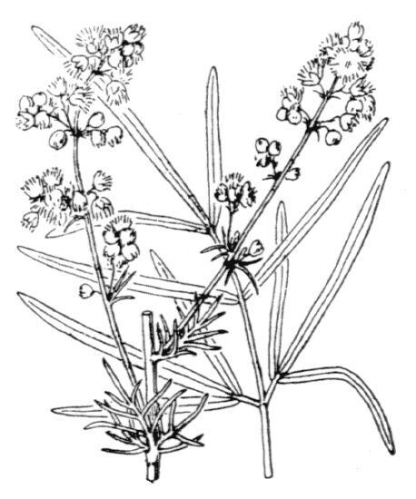 Thalictrum simplex L. subsp. galioides (DC.) Korsh.
