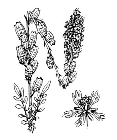 Reseda alba L. subsp. alba