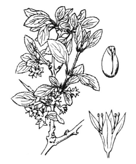 Rhamnus saxatilis Jacq.