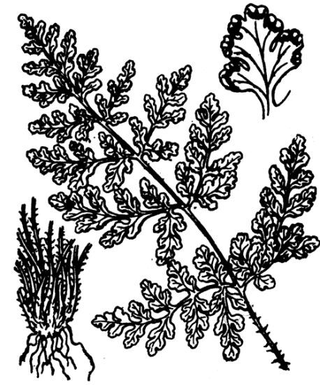Oeosporangium acrosticum (Balb.) L.Sáez & Aymerich