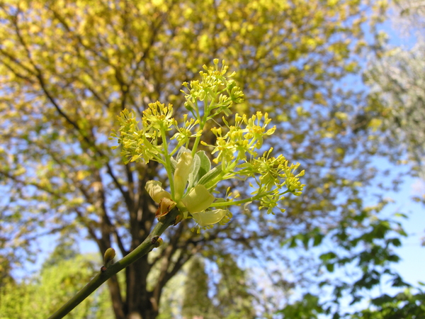 Sassafras albidum (Nutt.) Nees