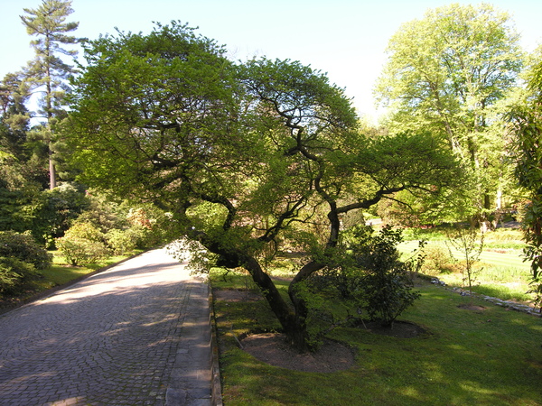 Ulmus parvifolia Jacq.