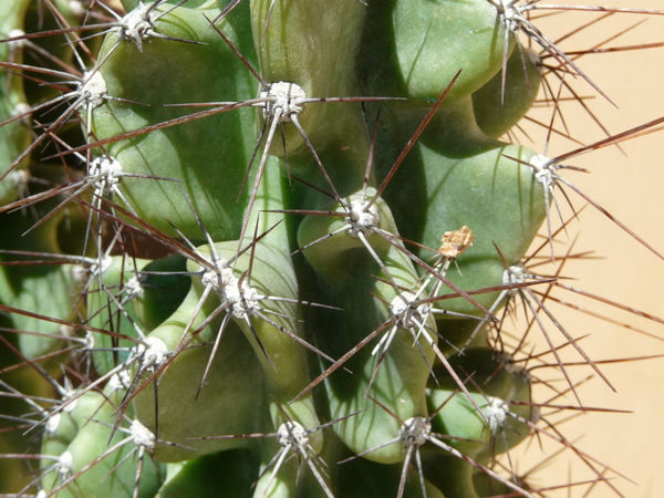 Cereus hildmannianus K. Schum. 'Monstruosus'