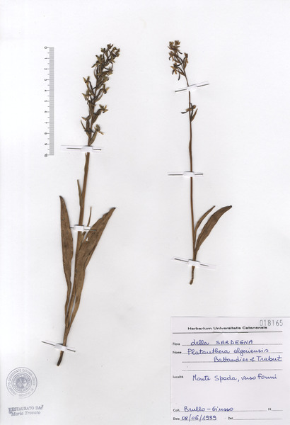 Platanthera algeriensis Batt. & Trab.