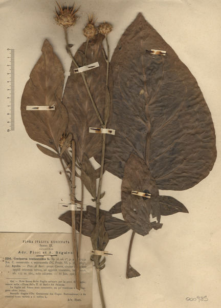 Rhaponticoides centaurium (L.) M.V.Agab. & Greuter