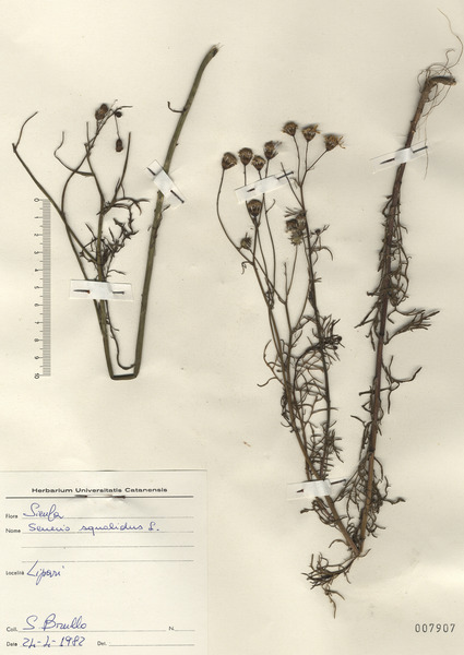 Senecio squalidus L. subsp. squalidus