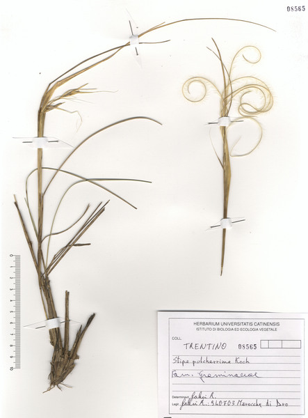 Stipa pulcherrima K.Koch subsp. pulcherrima