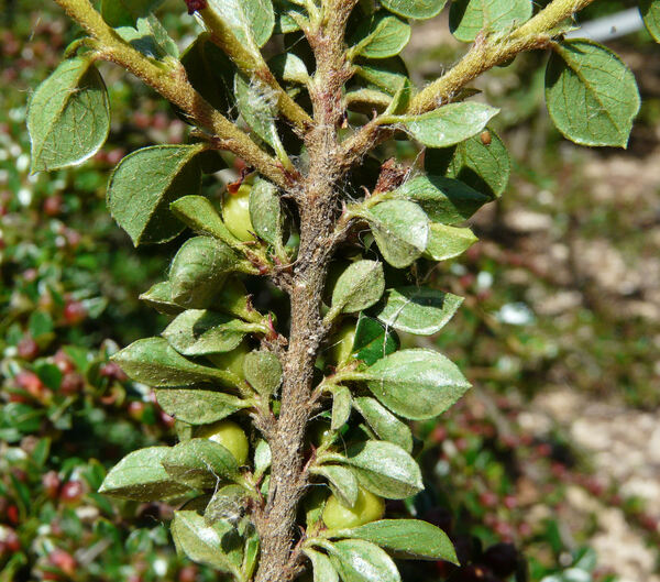 Cotoneaster adpressus Bois