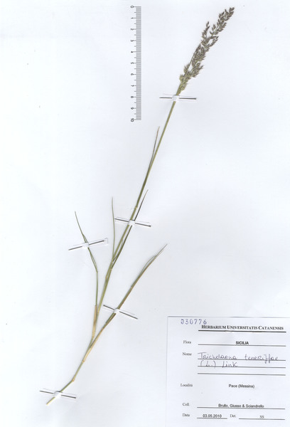 Tricholaena teneriffae (L.f.) Link