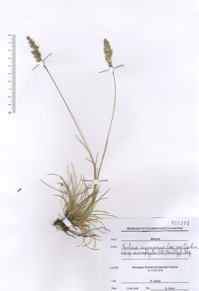 Festuca rubra L. subsp. microphylla St.-Yves