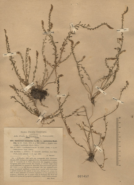 Sesamoides spathulifolia (Revelière ex Boreau) Rothm.