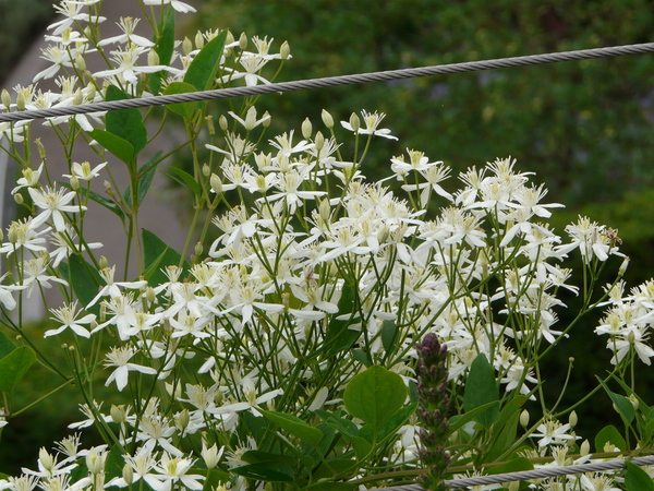 Clematis terniflora DC. var. mandshurica (Rupr.) Ohwi