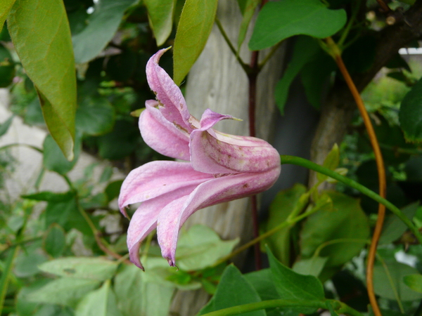 Clematis texensis Buckley 'Duchess of Albany'