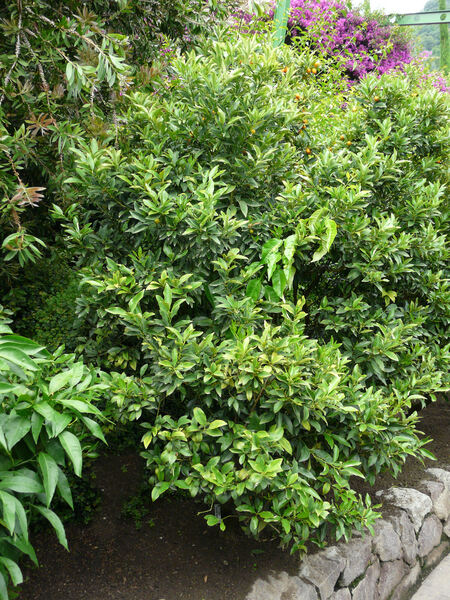 Fortunella japonica (Thunb.) Swingle