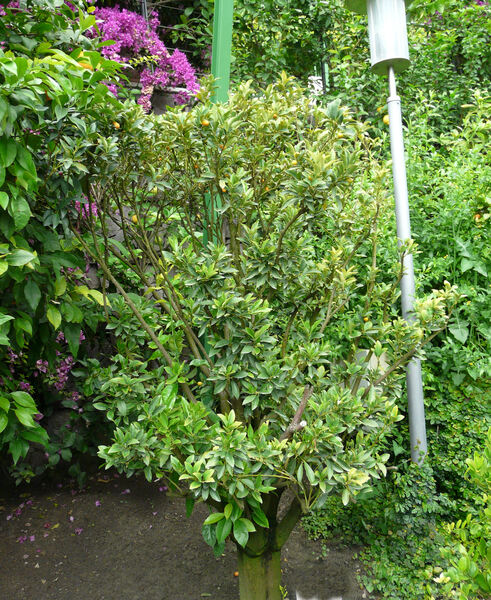 Fortunella japonica (Thunb.) Swingle