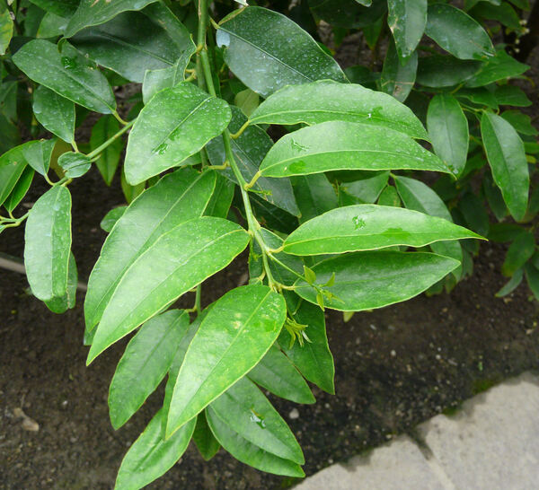 Citrus x paradisi MacFayden 'Star Ruby'