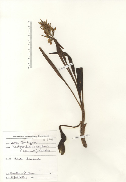 Dactylorhiza insularis (Sommier) Landwehr
