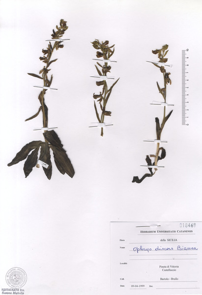 Ophrys biancae (Tod.) Macch.