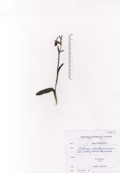 Ophrys chestermanii (J.J.Wood) Gölz & H.R.Reinhard