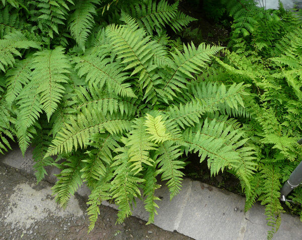 Dryopteris blanfordii (C. Hope) C. Chr.