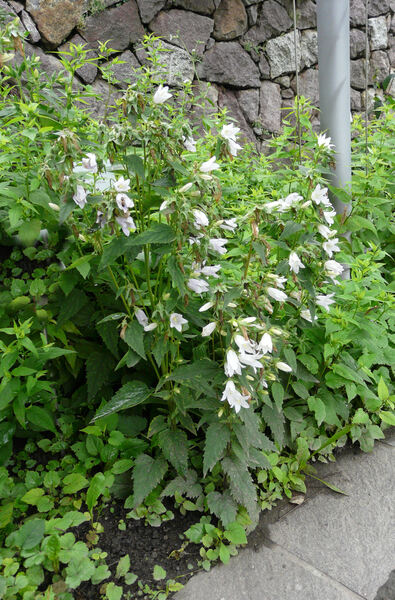 Campanula latifolia L. var. macrantha A. DC. 'Alba'