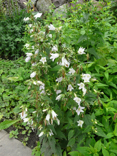Campanula latifolia L. var. macrantha A. DC. 'Alba'