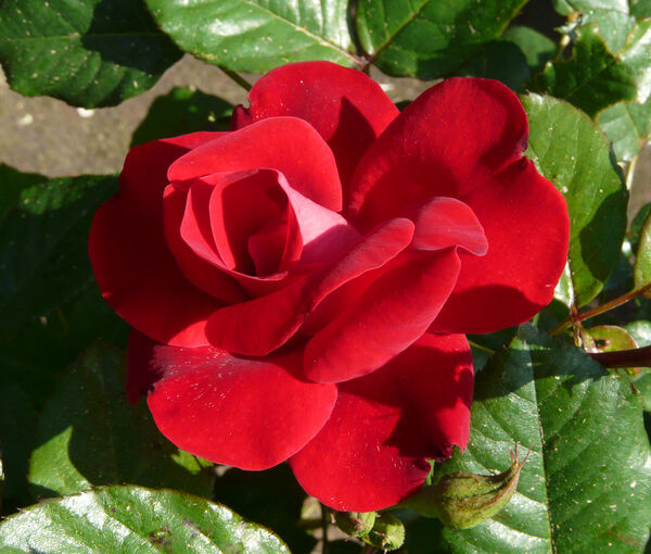 Rosa 'Guizzo Rosso ®'
