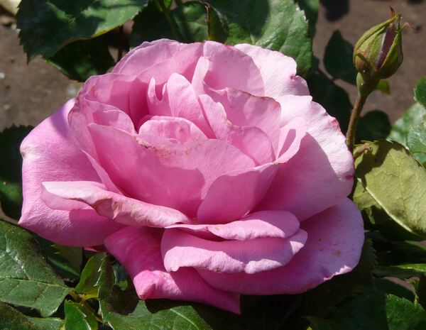 Rosa 'Abundance ®'