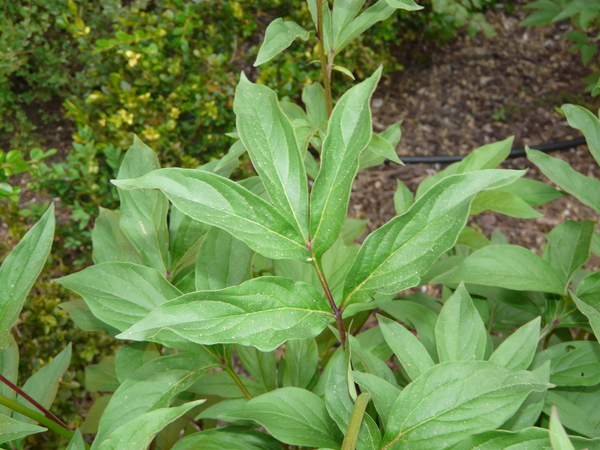 Paeonia officinalis L. 'Rubra Plena'